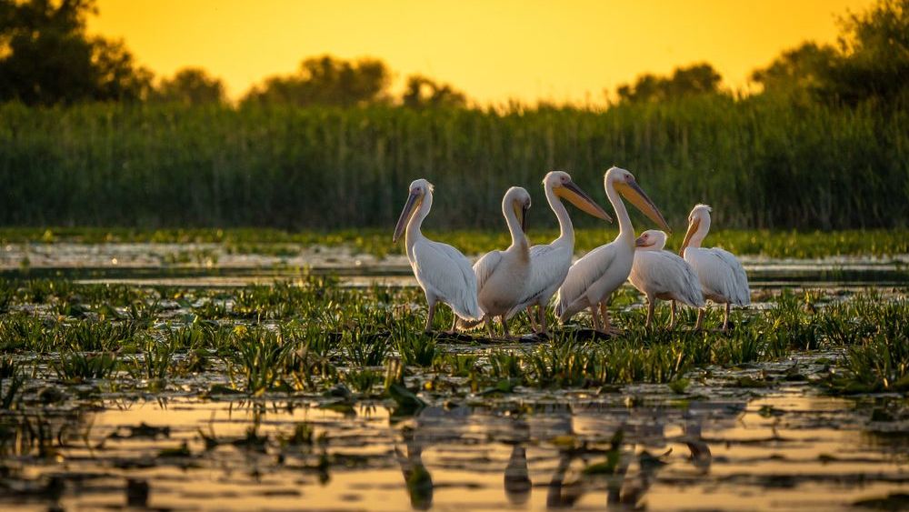 Turismul de observare a pasarilor in Delta Dunarii, in crestere