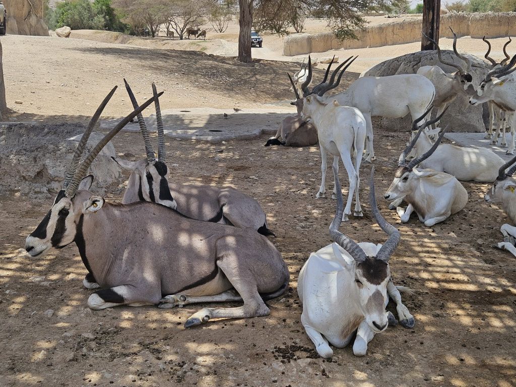 Abu Dhabi - Imagine 92