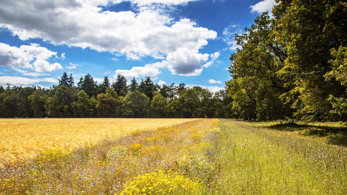 BASF Agricultural Solutions va lansa un program de reducere a emisiilor de CO2  din ferme