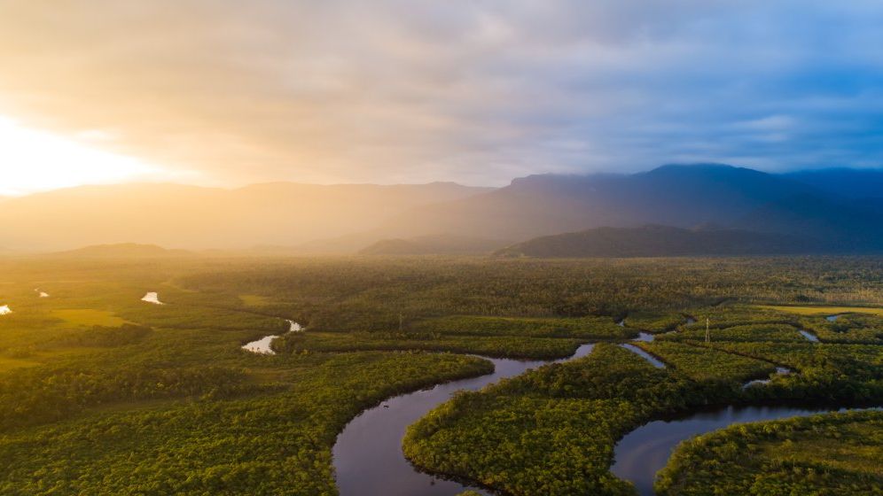 Anul 2023, blând cu pădurea amazoniană. Cu cât au scăzut tăierile de copaci