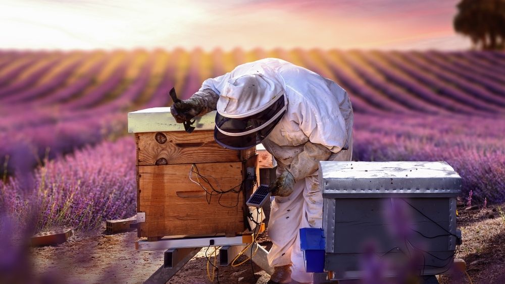 De ce să te apuci de apicultură? O pasiune care protejează mediul și aduce profit