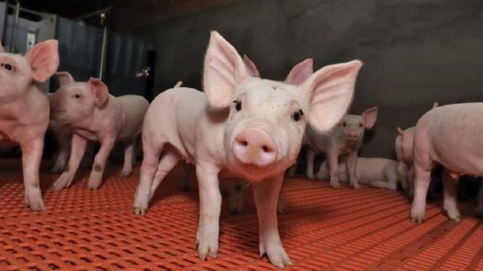 Parteneriat in vremea pestei porcine: Hunland Romania devine membru al Cooperativei Tara Mea