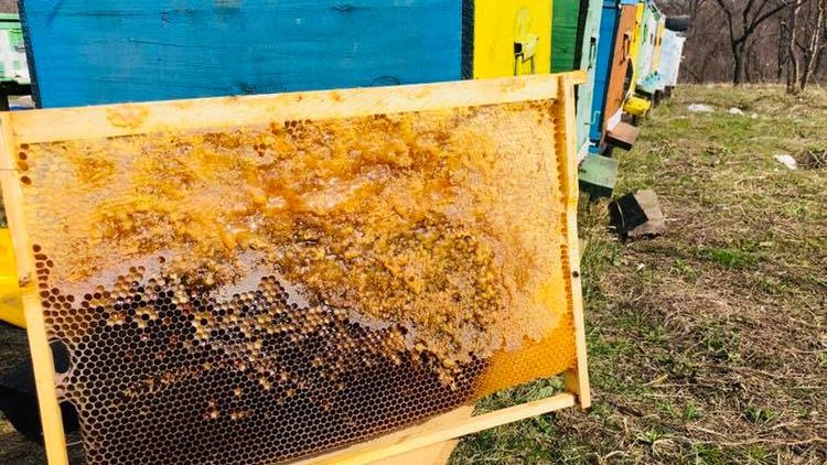 Bee Farming, inginerul-antreprenor si afacerea cu albine care vinde in online