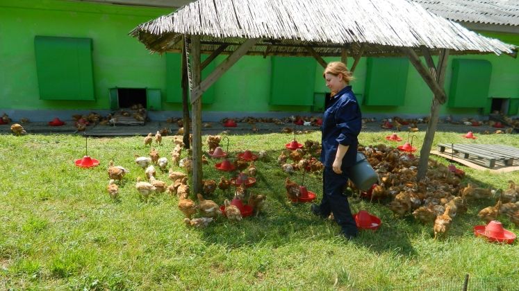 Agricola Bacau: cum se prepara salamul de Sibiu si Puiul Fericit la cel mai nou furnizor al Casei Regale