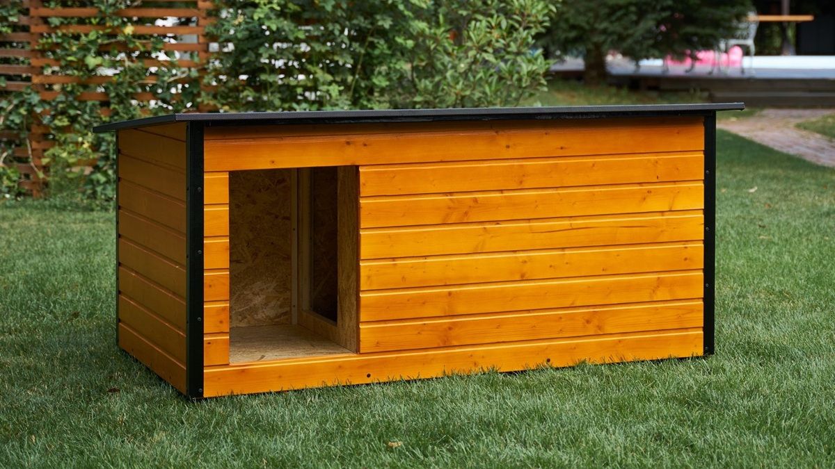 Accesorii esențiale pentru câinii de talie mare