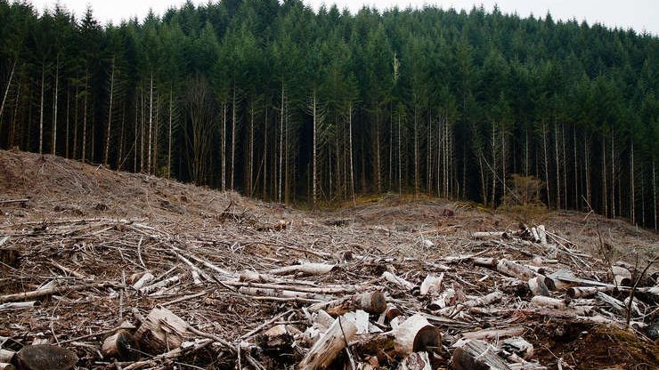 Greenpeace: 90.000 de metri cubi nu pot pleca din padure cu caruta