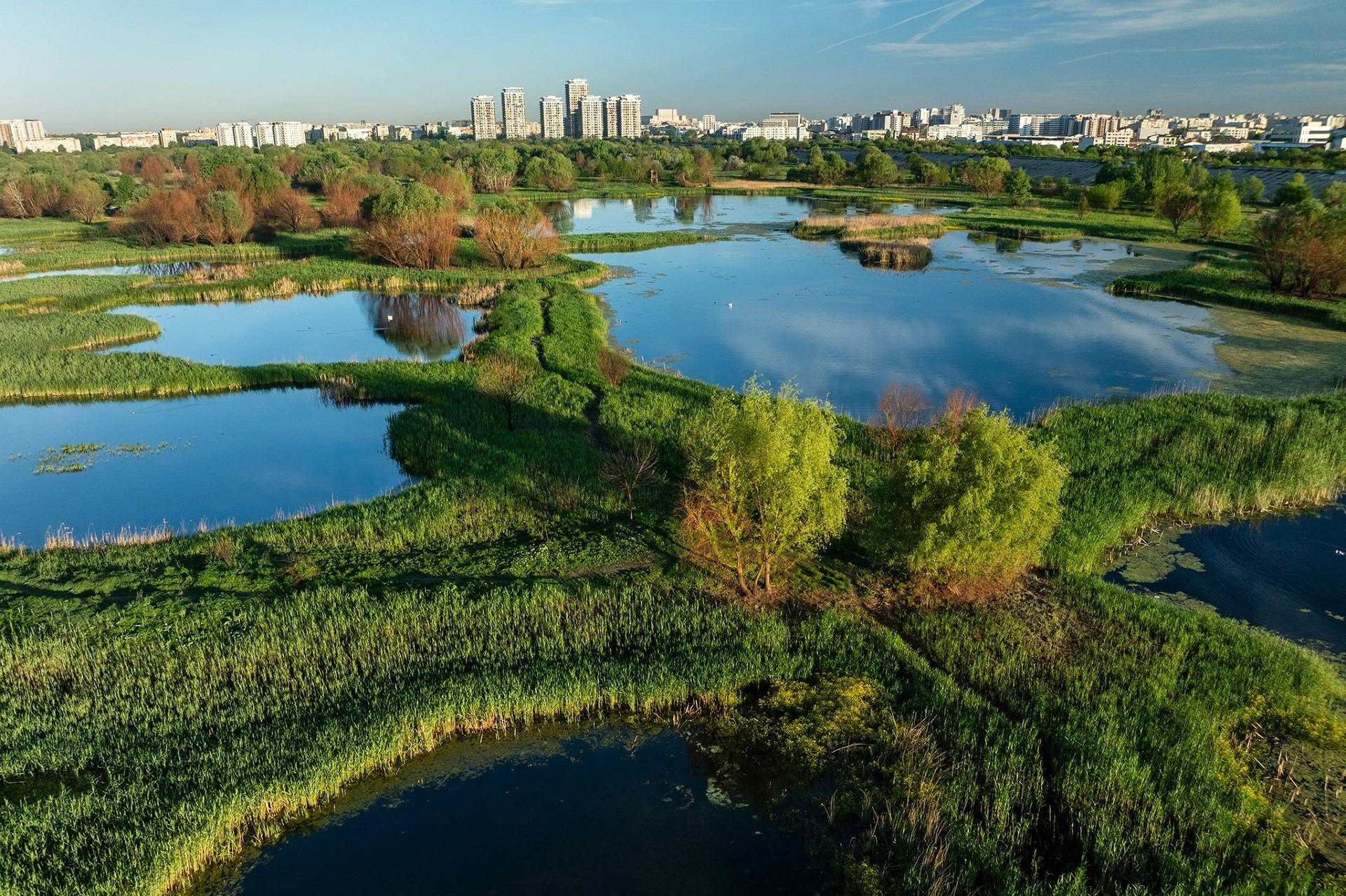 Bucureștenii, chemați să curețe ambrozia din Parcul Natural Văcărești: amenzile pot ajunge la 20.000 de lei