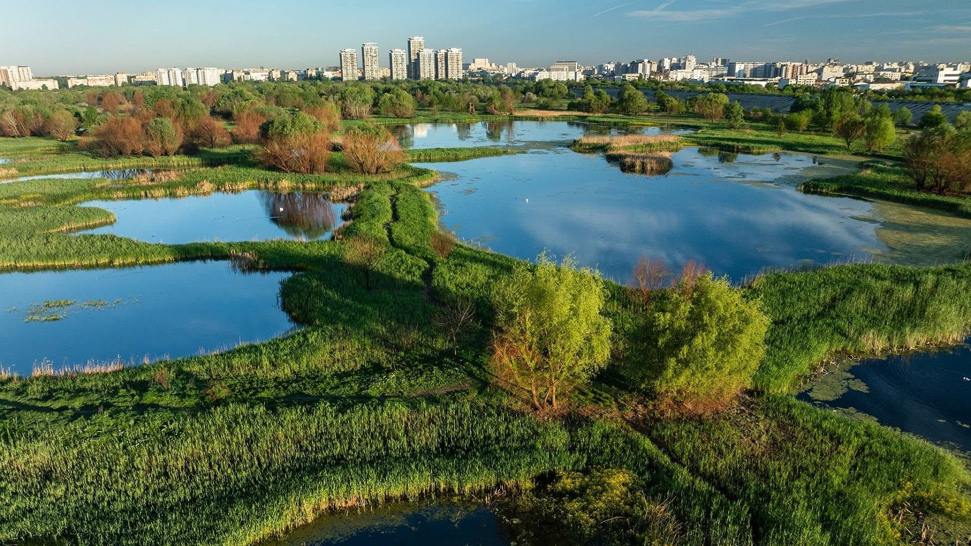 Bucureștenii, chemați să curețe ambrozia din Parcul Natural Văcărești: amenzile pot ajunge la 20.000 de lei