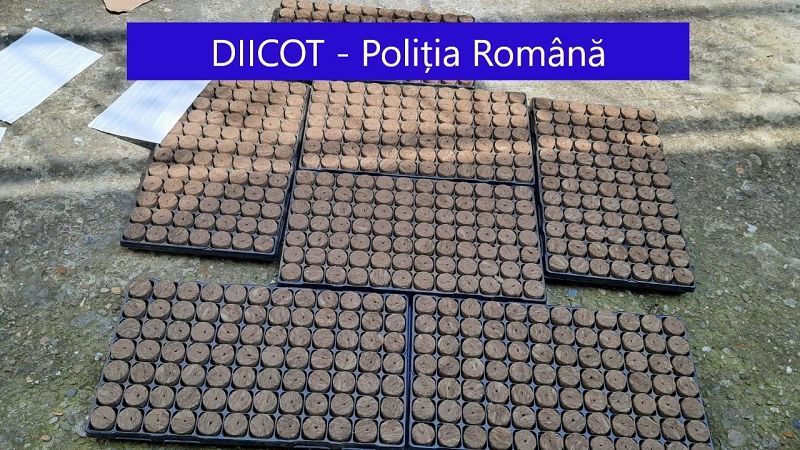 Doi bărbați au fost arestați preventiv pentru că au înființat o cultură de cannabis într-o locuință din Galați