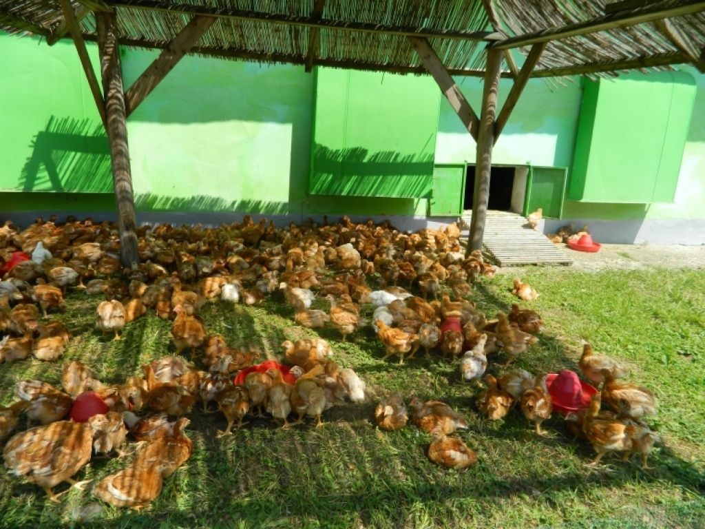 Agricola Bacau - Imagine 15