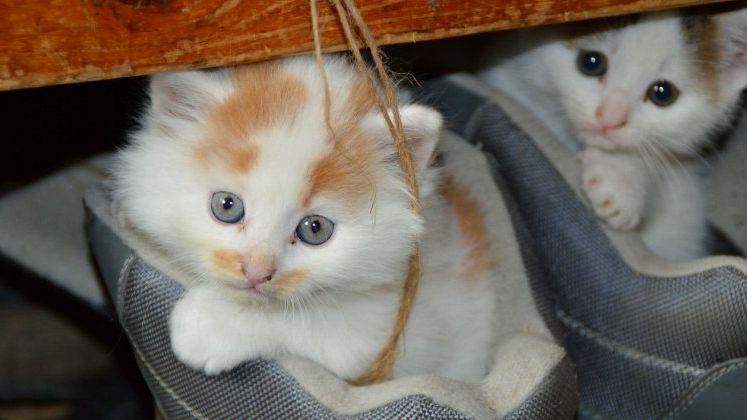 Cat costa sa iti cazezi animalul de companie la un hotel de 5 stele
