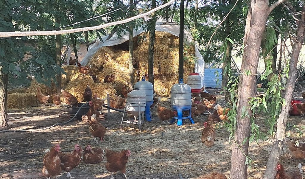 În lupta pentru fidelizarea clienților, Sezamo mizează pe Nasul roșu, ferma artizanală speciali - Imagine 4
