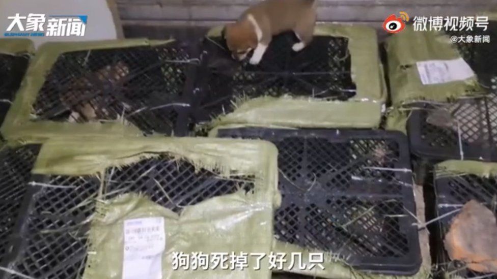 Un nou trend bizar a prins popularitate în China - cutiile misterioase cu animale, care au stârnit furia publicului