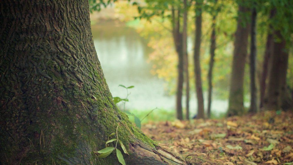 ING finanțează cu 19,5 mil. euro împădurirea a 1.000 de hectare în Dolj și Teleorman