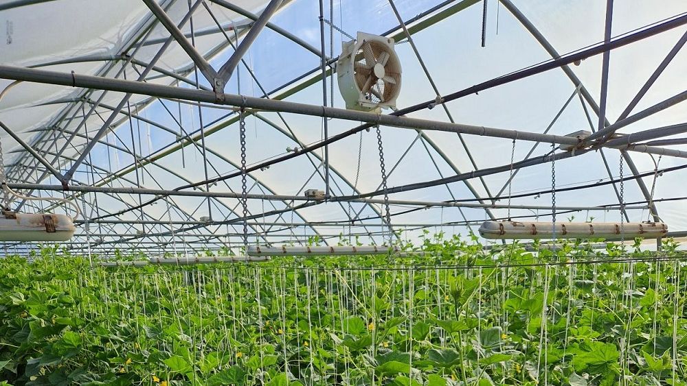 Semințe de calitate superioară pentru legumicultori. Agrosel înființează Hektar Seeds, dedicată profesioniștilor din domeniu