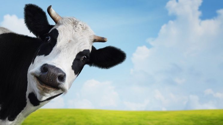 Crescatorii de bovine vor primi intre 89 si 93 de euro in plus pentru fiecare animal