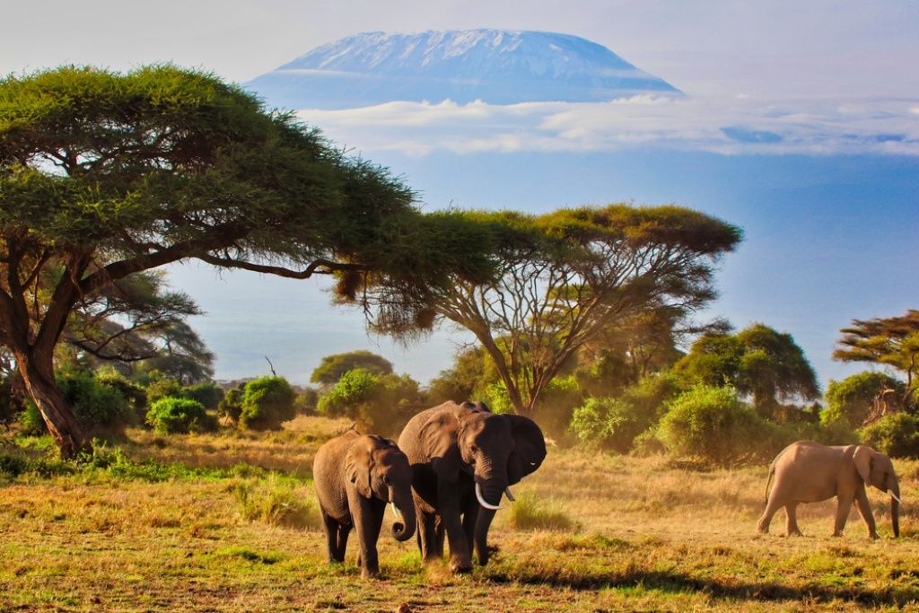 Elefant în safari, Kenya