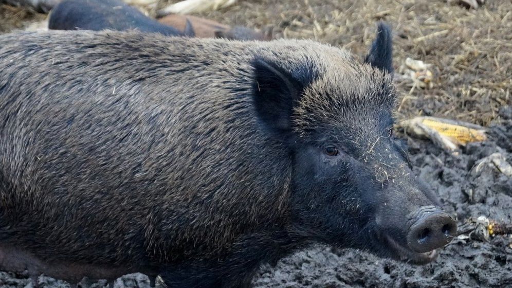 Numarul de focare de pesta porcina se apropie de 1.000 de cazuri in 291 de localitati