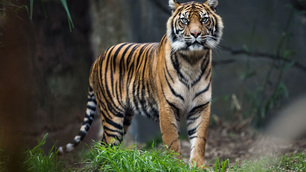 Un tigru de la o grădină zoologică din New York, testat pozitiv cu noul coronavirus