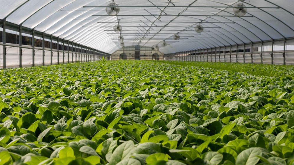 Ministrul Agriculturii: Am alocat un buget de 225 de milioane de lei pentru producţia de legume în spaţii protejate