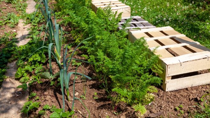 Cultura de păstârnac – secretul unei afaceri agricole profitabile în România