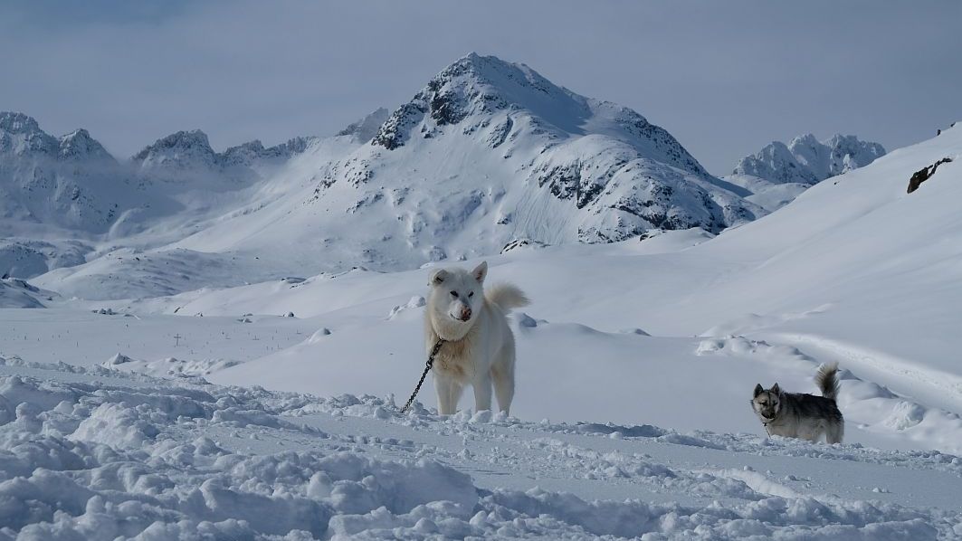 Doi turiști surprinși de o avalanşă, salvați de câinii lor care au lătrat după ajutor