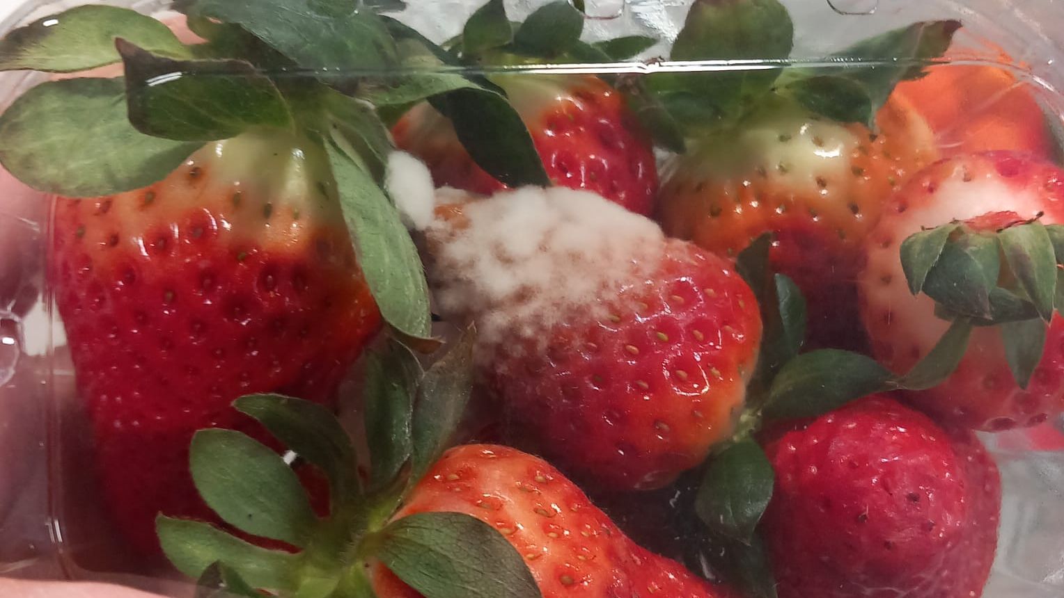 ANPC a mers peste Lidl, Carrefour, Mega Image și ceilalți mari retaileri: amenzi de peste 1,2 mil. de lei. Imagini cu neregulile descoperite