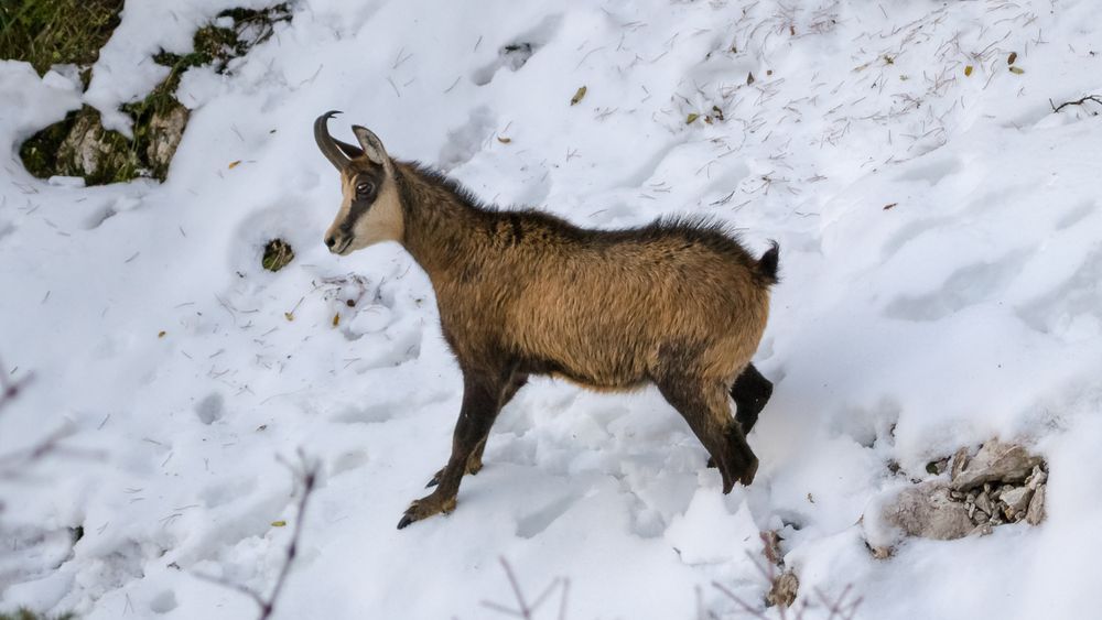 Ciocarlia si capra neagra au fost puse sub protectie de vanatoare