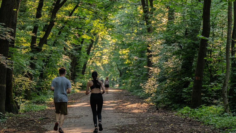 Pădurea Băneasa, în pericol? Semnal de alarmă de la organizațiile civice, după ce autoritățile vor să construiască un nou drum pentru locuitorii cartierului Greenfield