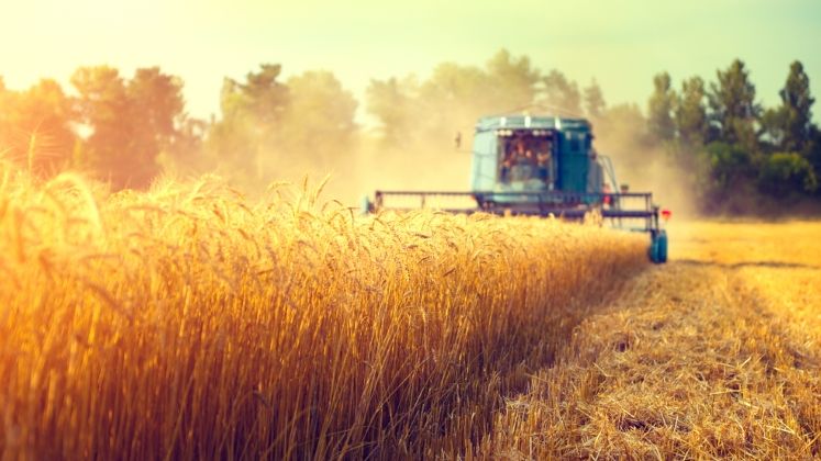 Exporturile de produse agroalimentare romanesti in Italia au scazut cu 25% in 2016