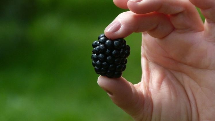 Cultura de zmeura si mure: cum sa incepi o afacere profitabila