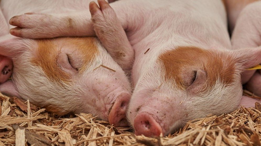 Ioan Ladoşi (APCPR): Producătorii de carne de porc sunt la limita supraviețuirii