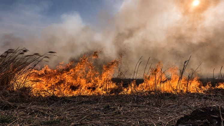 Incendiu in rezervatia Deltei Dunarii: sute de hectare de vegetatie au ars timp de 15 ore
