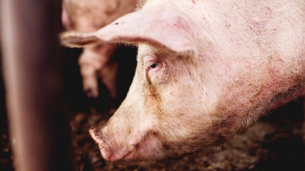 Pesta porcina africana, confirmata intr-o gospodarie din judetul Covasna