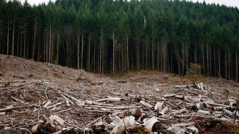ASFOR: Digitalizarea sectorului forestier va asigura transparenţa licitaţiilor; primele proceduri online, la Suceava