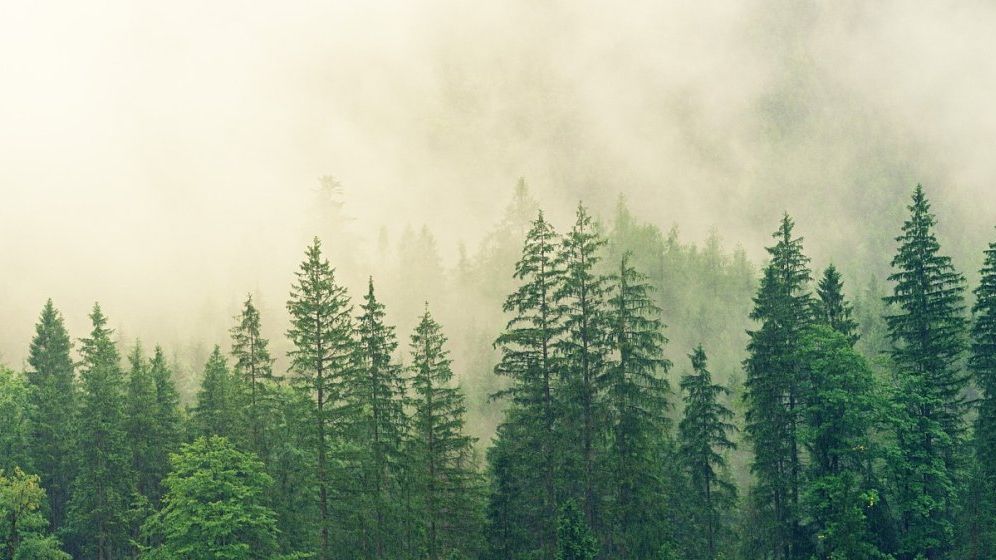 Romsilva: Toate pădurile aflate în grija statului sunt „certificate”. Ce înseamnă asta pentru cei care defrișează ilegal