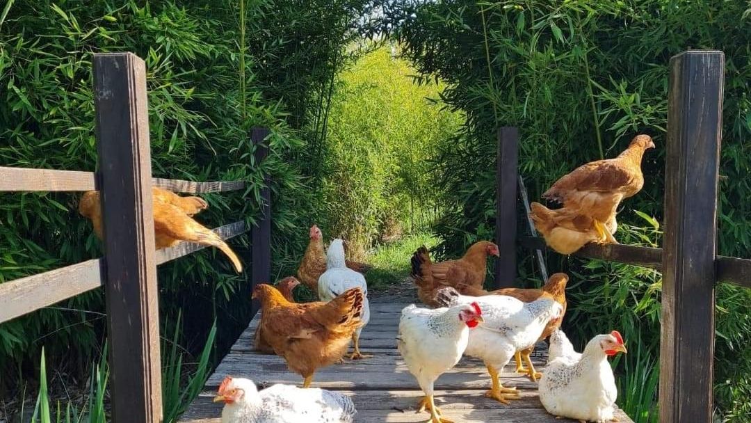 Investiții în agricultura românească: Agroland bagă două milioane de euro în fermele de la Mihăilești și Caransebeș