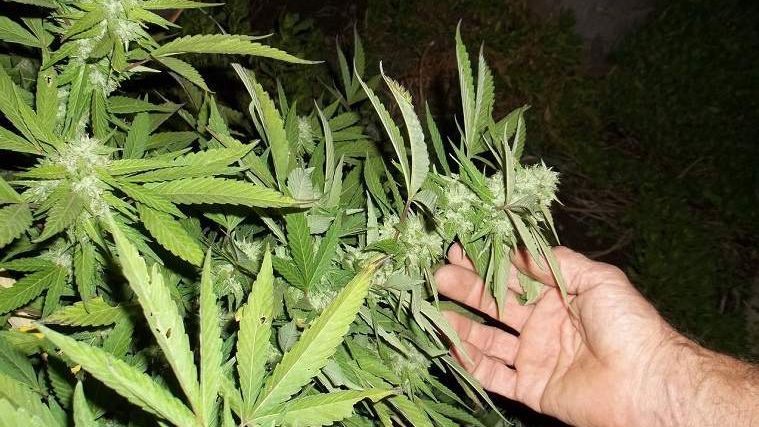 Plantatie de cannabis descoperita intr-un sat din Mehedinti. Anchetatorii au confiscat doua tone de canabbis