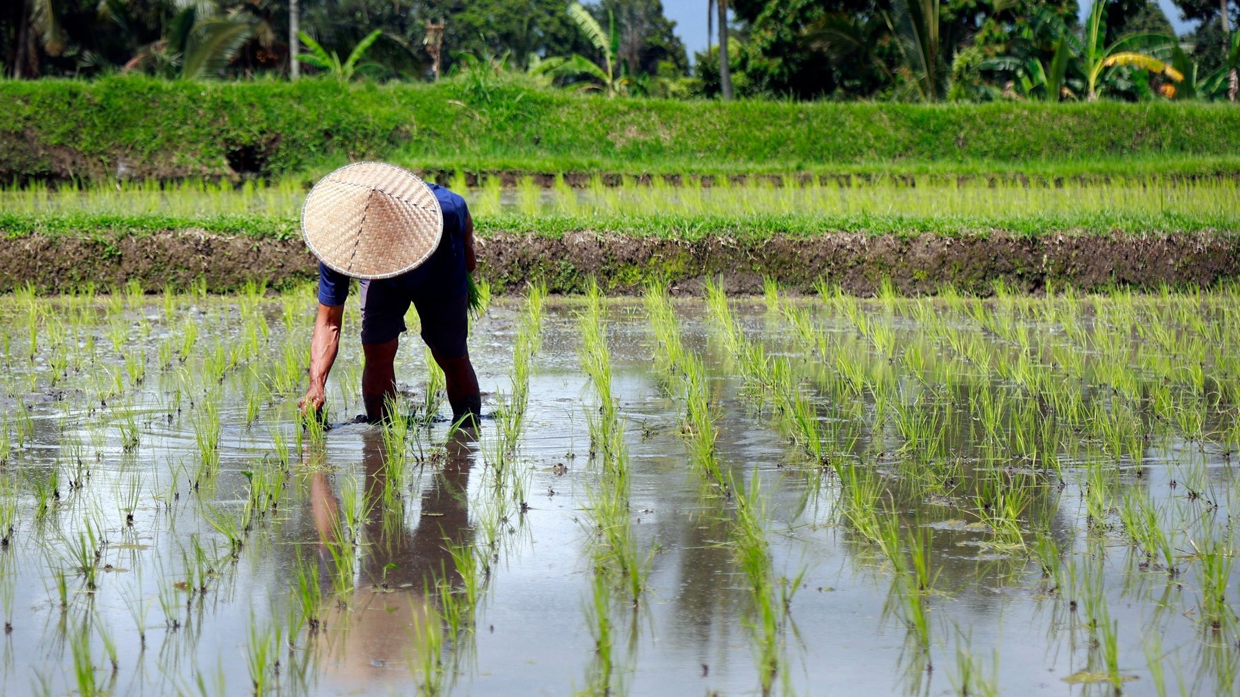 În Marea Britanie au ajuns să se planteze lămâi și orez, datorită schimbărilor climatice