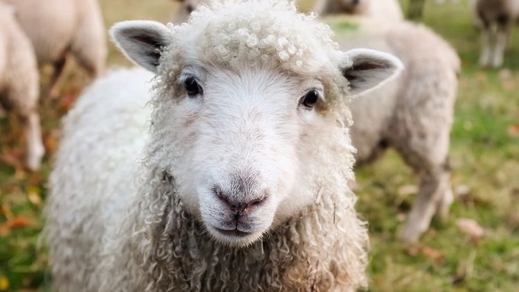 Ministrul Agriculturii: Sunt 12 milioane de oi in Romania, putem face 12 milioane de plapumi pentru saraci