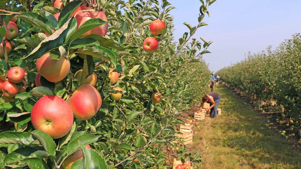 Joburi in Spania, in domeniul agriculol. Ce salariu se ofera