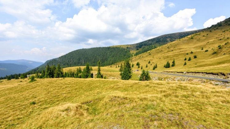 Peste 12 milioane de metri cubi de lemn, recoltati anul trecut din padurile proprietate publica