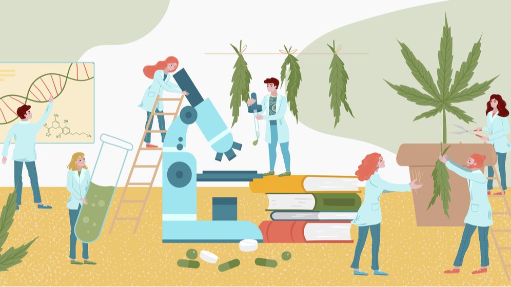 Canabis în România, la granița dintre drog și medicament - Povestea medicului care vrea canabis ca să îi trateze pe români