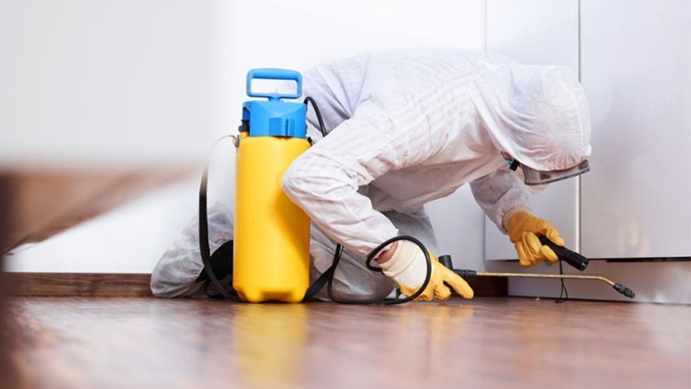 De ce avem nevoie de servicii profesionale de deratizare și dezinsecție 