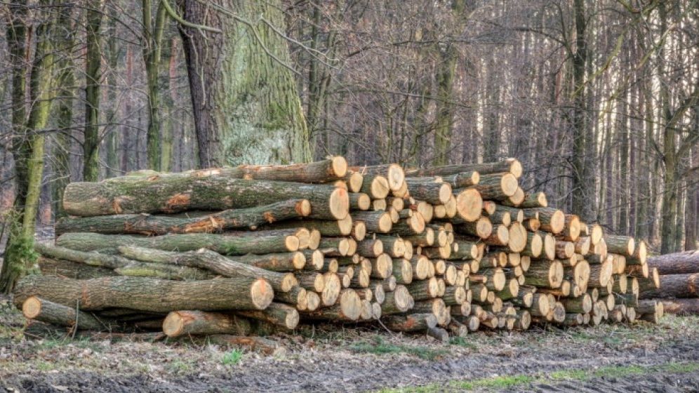 Coronavirus | WWF: Pandemia accelerează defrișările în țările tropicale