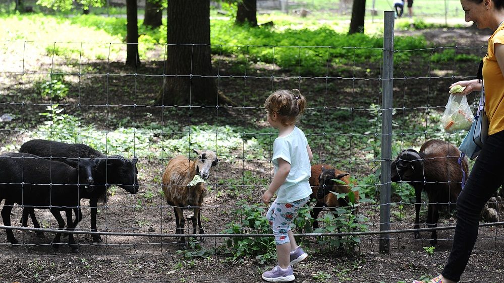 Grădina Zoologică din Timișoara se închide, după ce au apărut mai multe imagini cu un cerb bolnav