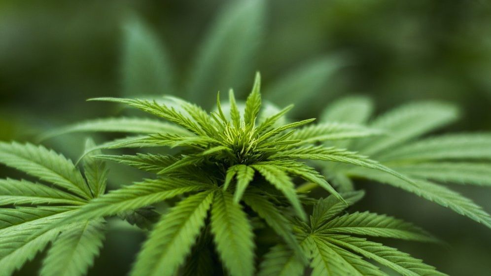 Statele Unite schimbă clasificarea marijuanei, o mutare istorică la cinci decenii de la începerea luptei împotriva stupefiantelor