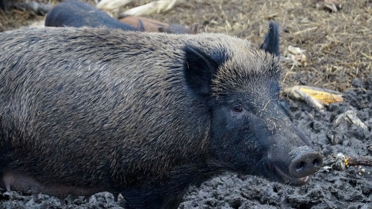 Virusul pestei porcine, depistat la un mistret gasit mort pe un fond de vanatoare din judetul Botosani