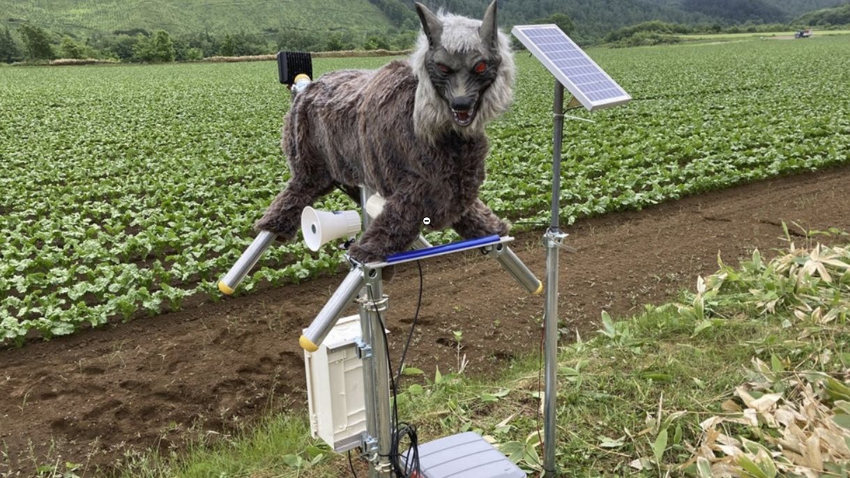 Japonia și România au o problemă comună: Urșii. Niponii folosesc AI, drone și lupi robotizați pentru a ține urșii departe de localități