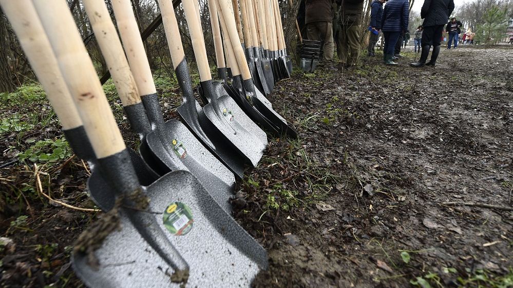 Primăria Sectorului 1 a anunțat că va planta 50.000 de arbori